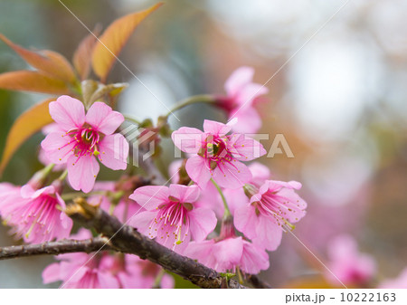 Cherry blossom closeup on branch Cherry blossom closeup on branch 10222163
