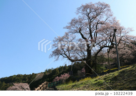 ひょうたん桜 10222439
