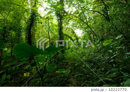 やんばるの森林 やんばるの森林 10222770