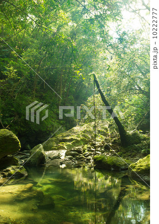 やんばるの清流（奥間川） 10222777