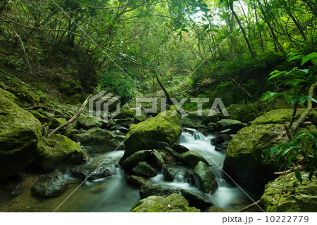 やんばるの清流（奥間川） 10222779