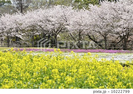 桜と菜の花 10222799