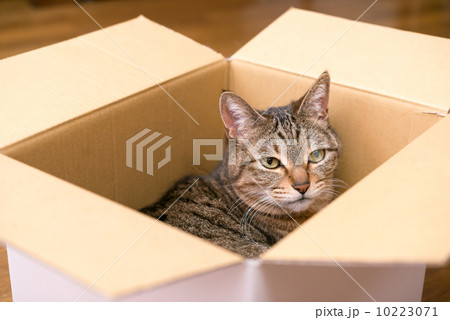 箱の中の猫の写真素材