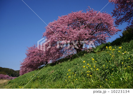 南伊豆 青野川の桜 南伊豆 青野川の桜 10223134