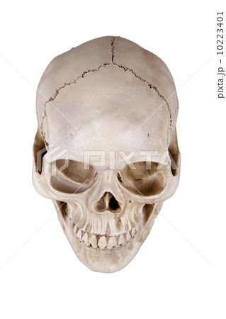 skull 10223401