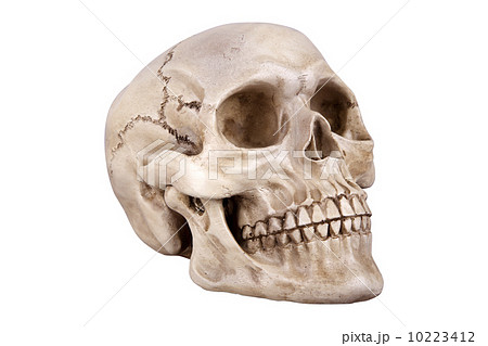skull skull 10223412