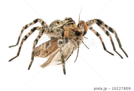 Spider hunting on butterfly Spider hunting on butterfly 10227809