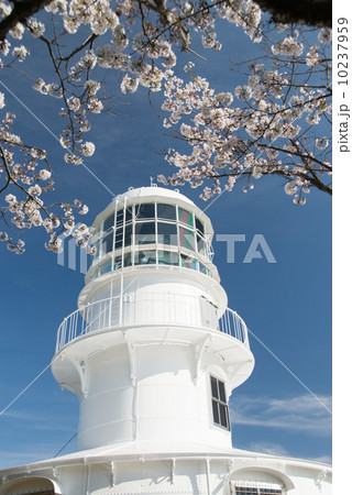 白亜の道標　室戸岬灯台　明治３２年建設　青い空と桜が花を添える 10237959