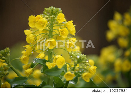 白菜の花 白菜の花 10237984