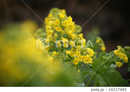 白菜の花 10237985