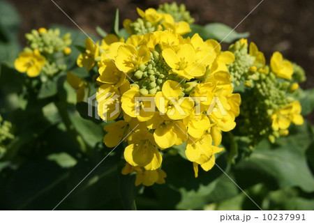 白菜の花 白菜の花 10237991