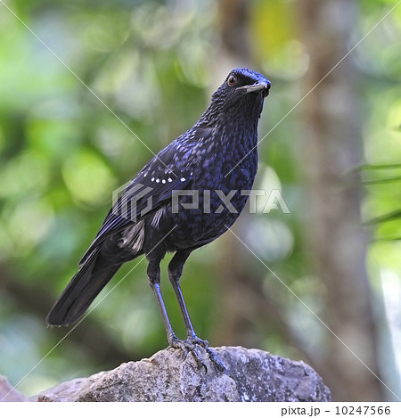 Blue Whistling-Thrush Blue Whistling-Thrush 10247566