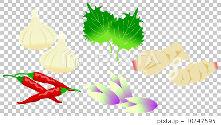 香味野菜 10247595