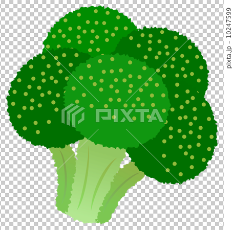 西蘭花 西蘭花 10247599