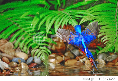 Blued-eared Kingfisher 10247627