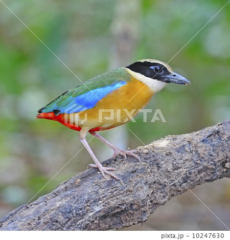 Blue-winged Pitta 10247630