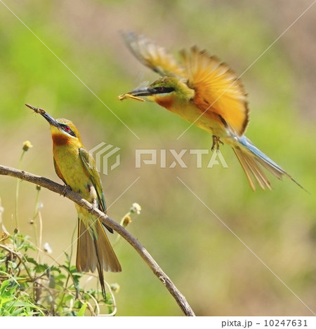 Blue-tailed Bee-eater Blue-tailed Bee-eater 10247631