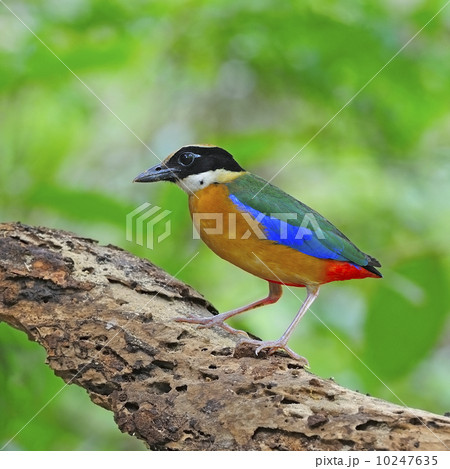 Blue-winged Pitta Blue-winged Pitta 10247635