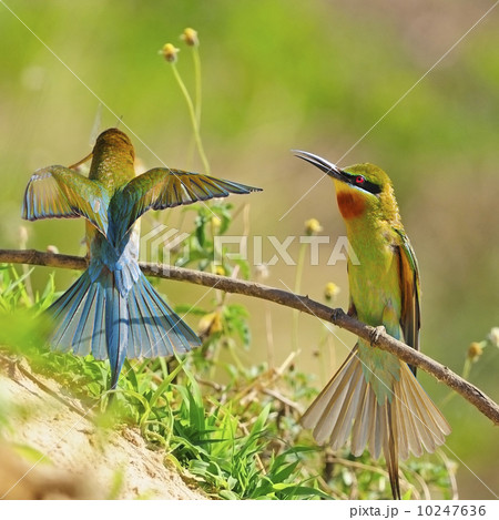 Blue-tailed Bee-eater Blue-tailed Bee-eater 10247636