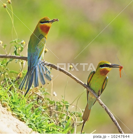 Bule-tailed Bee-eater 10247644