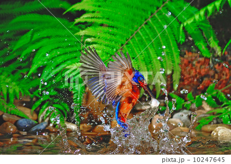 Blued-eared Kingfisher 10247645