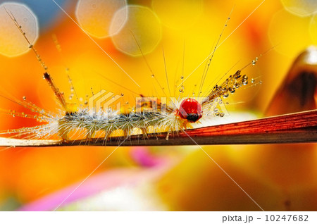caterpillar 10247682