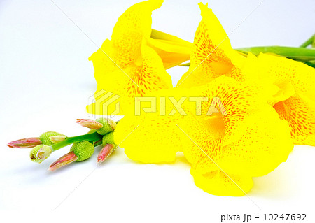 Canna Lily Canna Lily 10247692