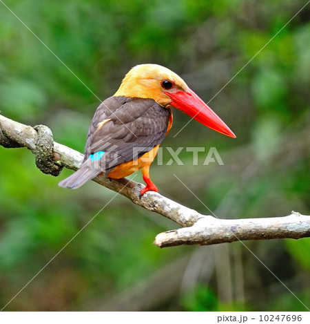 Brown-winged Kingfisher Brown-winged Kingfisher 10247696