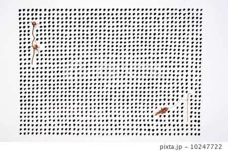 朝顔の種イメージ 10247722