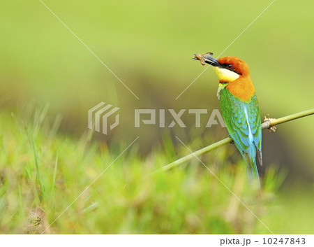 Chestnut-headed Bee-eater Chestnut-headed Bee-eater 10247843