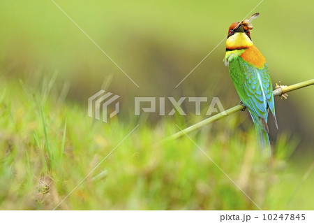 Chestnut-headed Bee-eater 10247845