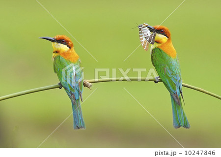 Chestnut-headed Bee-eater 10247846