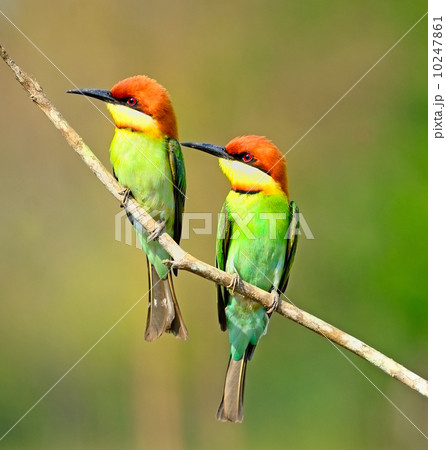 Chestnut-headed Bee-eater 10247861