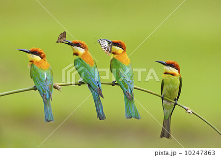Chestnut-headed Bee-eater 10247863