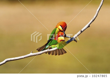 Chestnut-headed Bee eater Chestnut-headed Bee eater 10247865