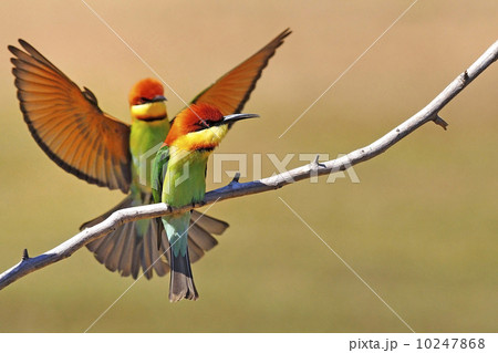 Chestnut-headed Bee eater (Merops leschenaulti) 10247868