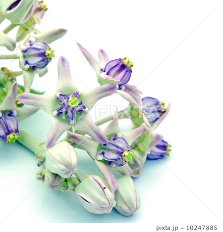 Crown Flower 10247885