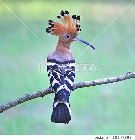 Eurasian Hoopoe Eurasian Hoopoe 10247898