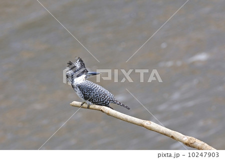 Crested Kingfisher Crested Kingfisher 10247903