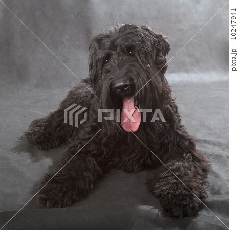 Black Russian Terrier Black Russian Terrier 10247941