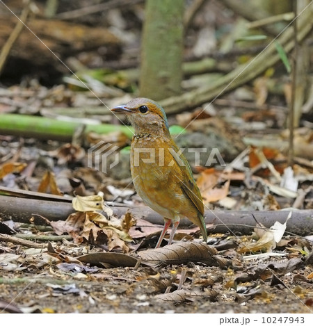 female Blue-rumped Pitta 10247943