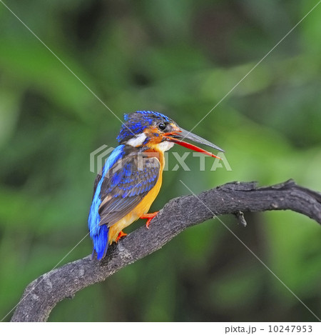 female Ruddy Kingfisher 10247953