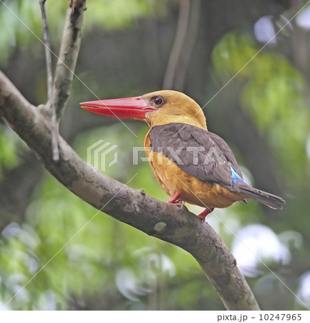 female Brown-winged Kingfisher female Brown-winged Kingfisher 10247965