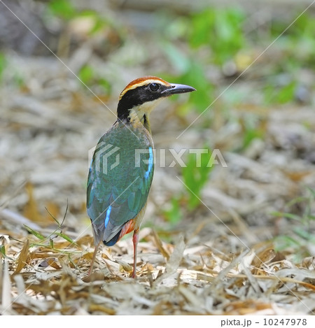 Fairy Pitta 10247978