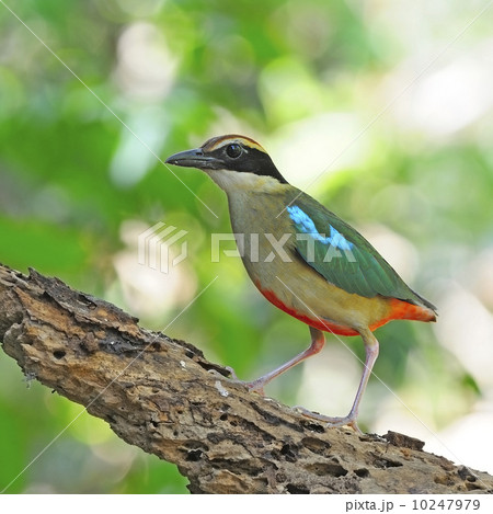 Fairy Pitta Fairy Pitta 10247979