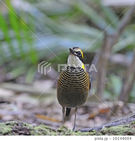 female Malayan Banded Pitta 10248004