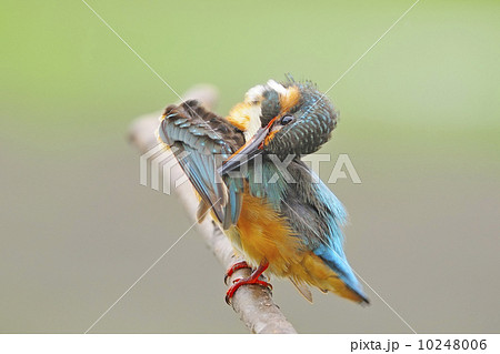 female Common Kingfisher 10248006