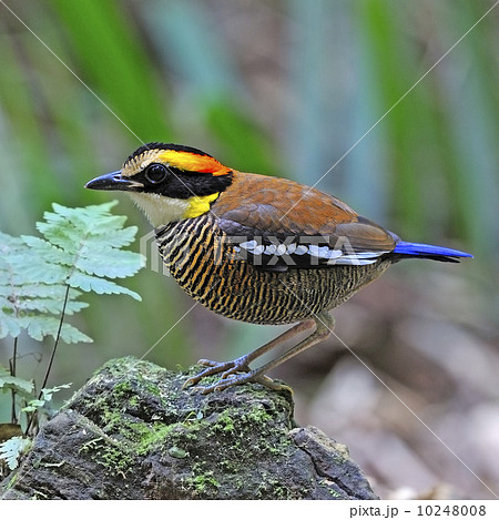 female Malayan Banded Pitta 10248008