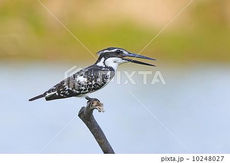 female Pied Kingfisher female Pied Kingfisher 10248027
