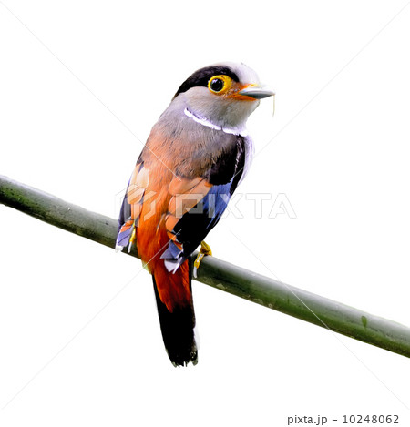 female Silver-breasted Broadbill 10248062